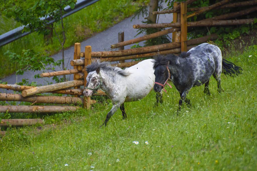 Gaestehaus Berger - Priglhof Otel Treffen Dış mekan fotoğraf