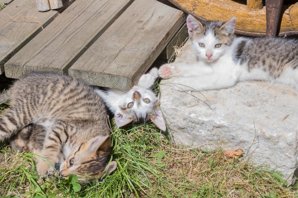 Gaestehaus Berger - Priglhof Otel Treffen Dış mekan fotoğraf